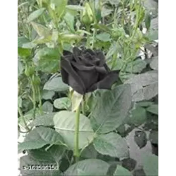 Pure Black Rose